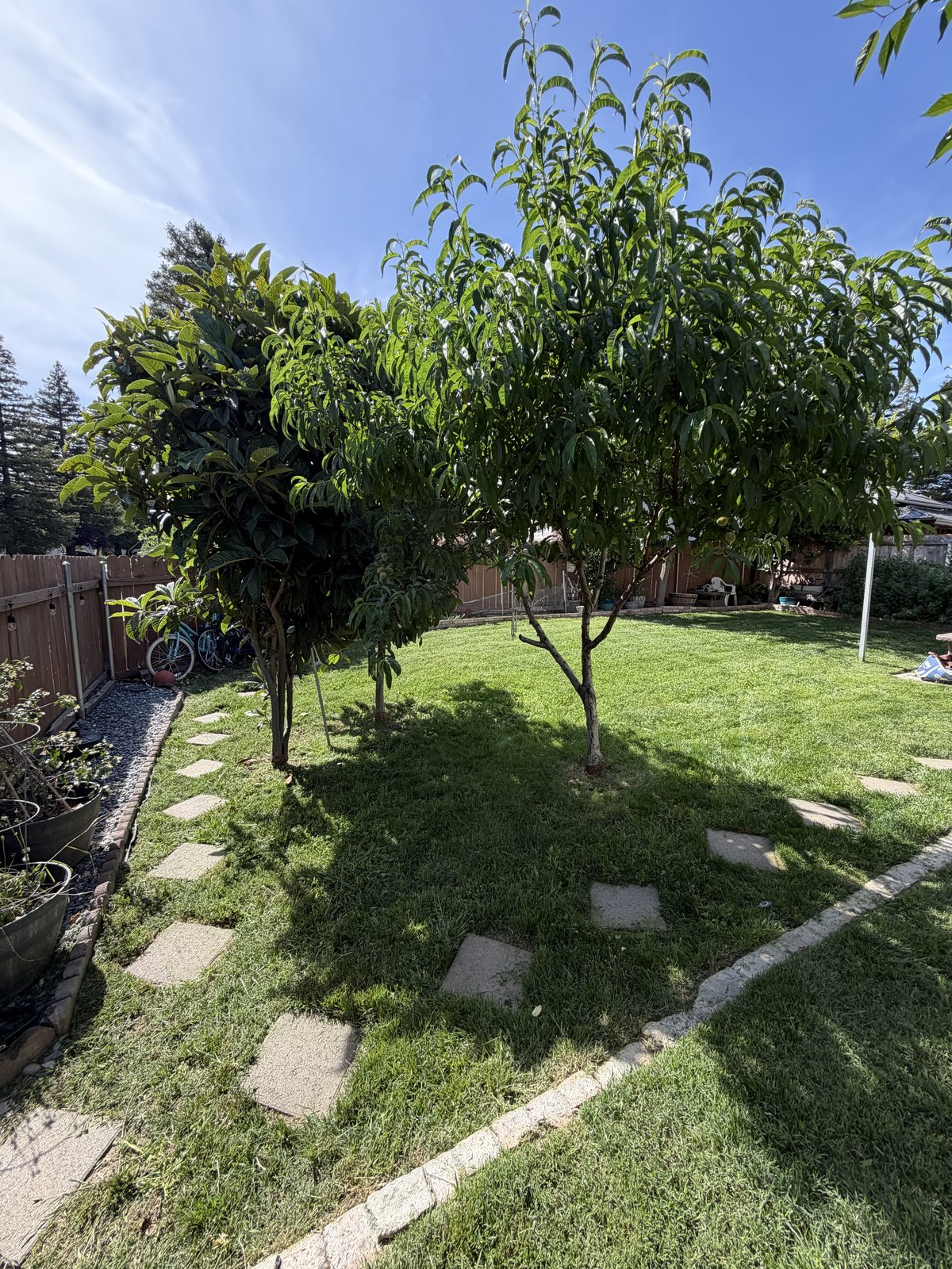 Backyard lawn with a stepping-stone path and fruit tree